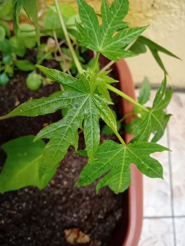 Identificação da planta Mamão por foto