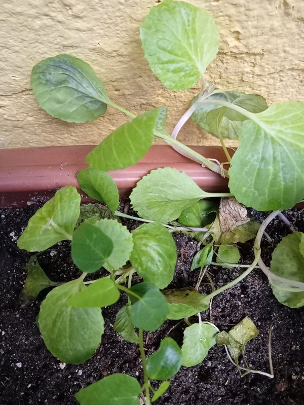 Identificação da planta Centella por foto
