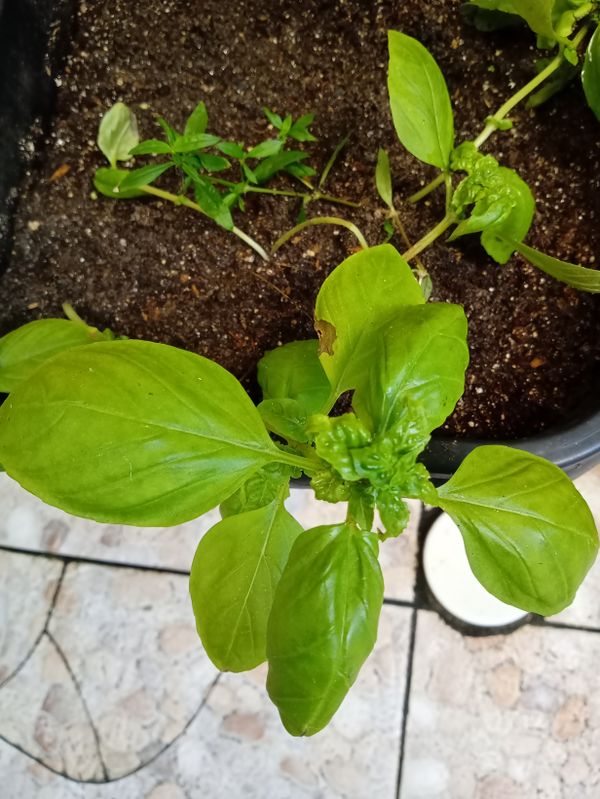 Identificação da planta Manjericão por foto