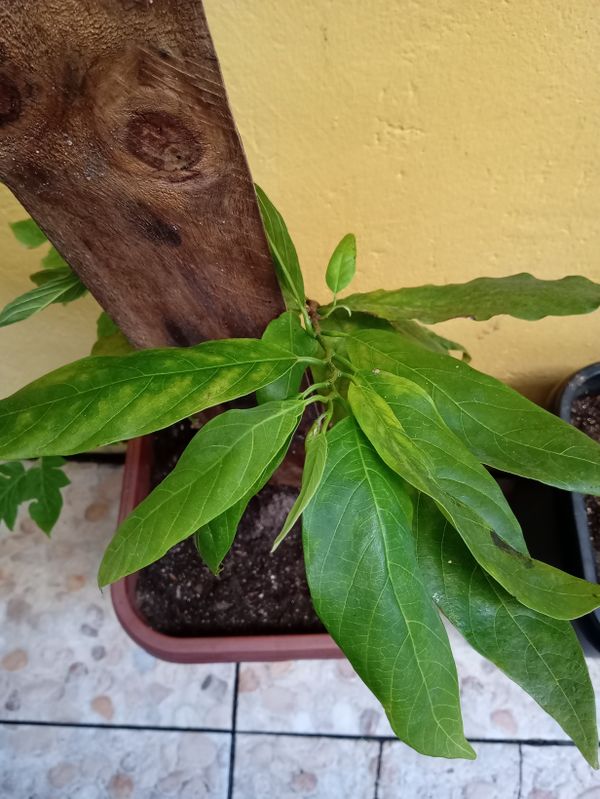 Identificação da planta Fruta-do-conde por foto