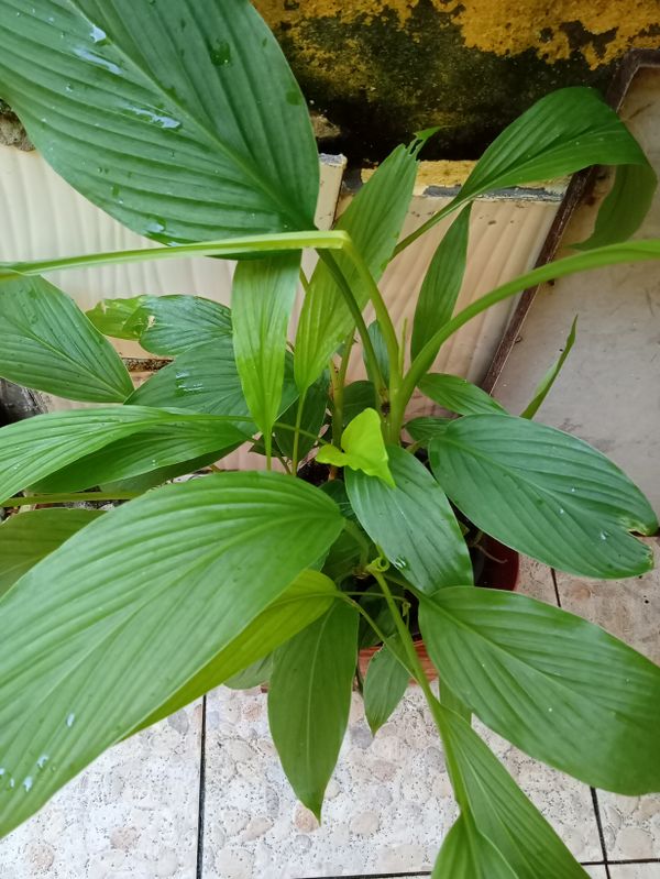 Identificação da planta Cúrcuma por foto