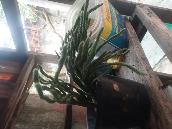 Identificação da planta Cacto-macarrão por foto