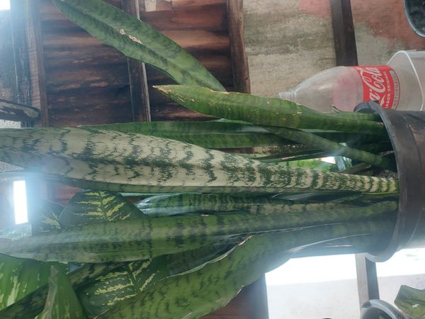 Identificação da planta Espada de São Jorge por foto