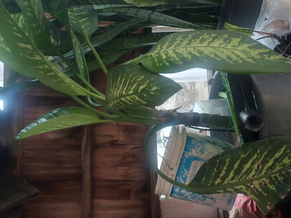 Identificação da planta Comigo-ninguém-pode por foto