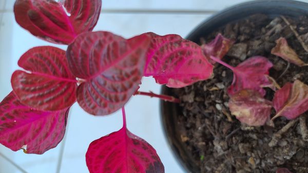 Identificação da planta Bredinho-difuso por foto