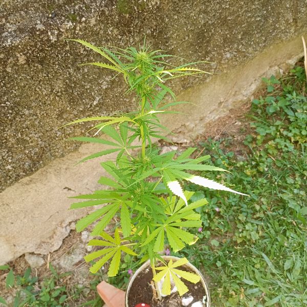 Identificação da planta Maconha por foto