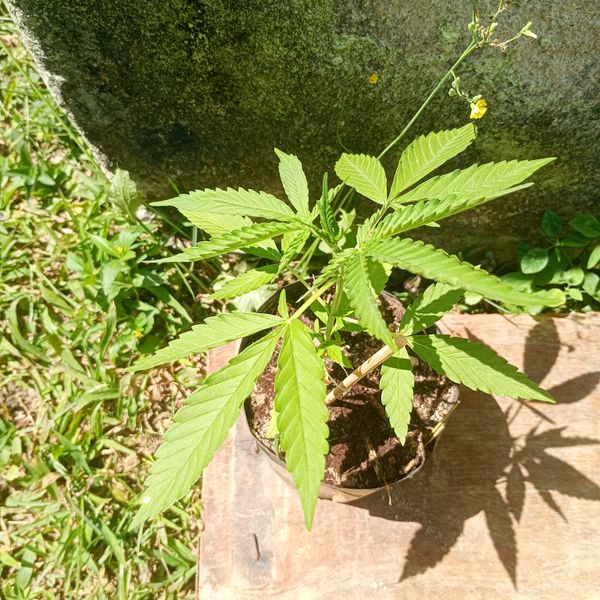 Identificação da planta Maconha por foto