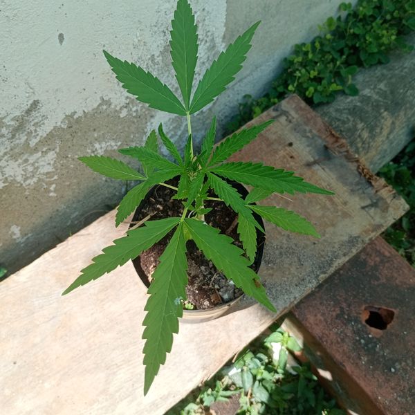 Identificação da planta Maconha por foto