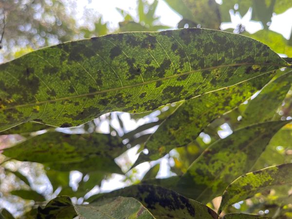 Identificação da planta Manga por foto