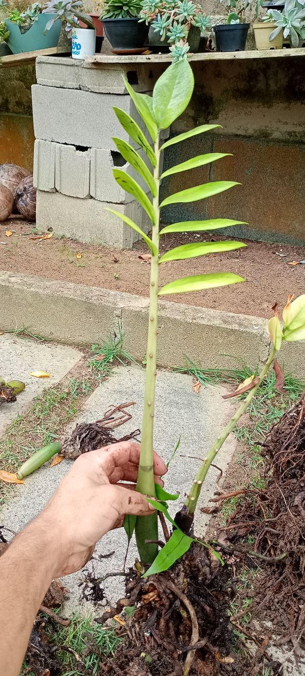 Identificação da planta Guapuruvu por foto