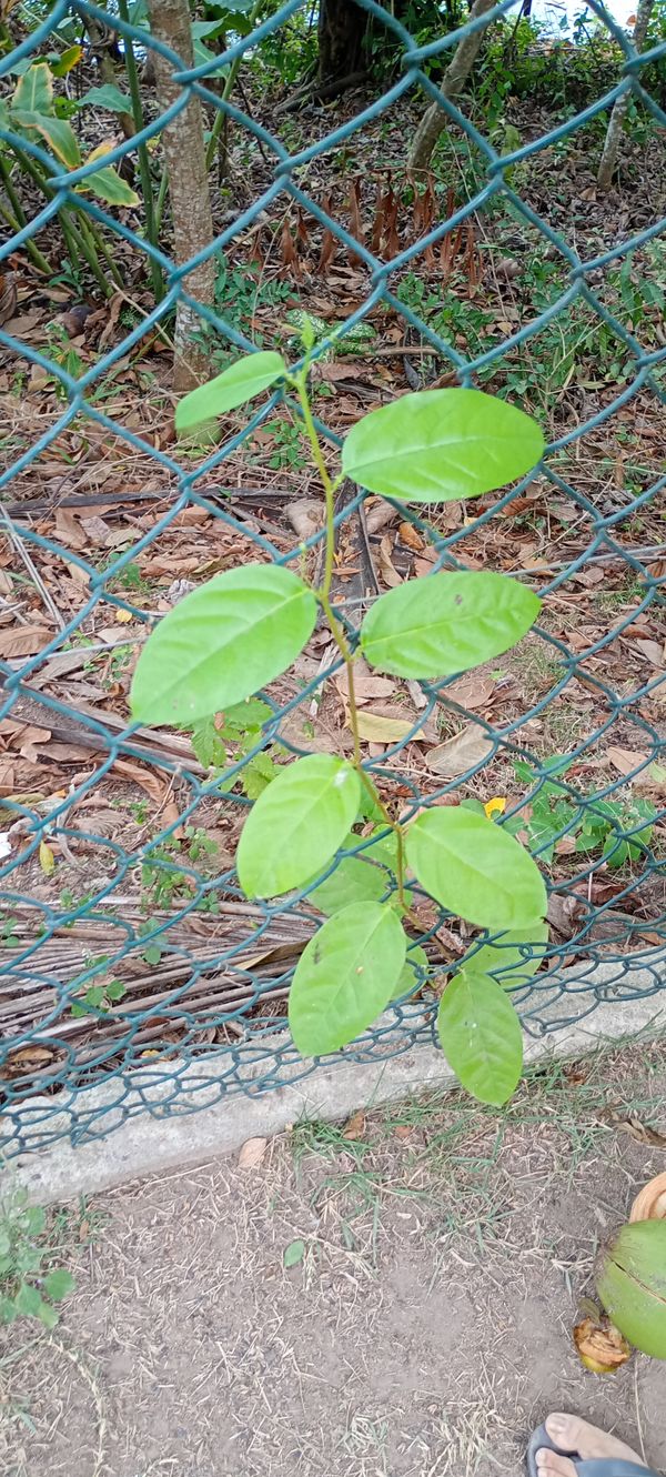 Identificação da planta Alamanda-de-praia por foto