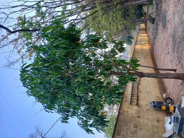 Identificação da planta Manga por foto