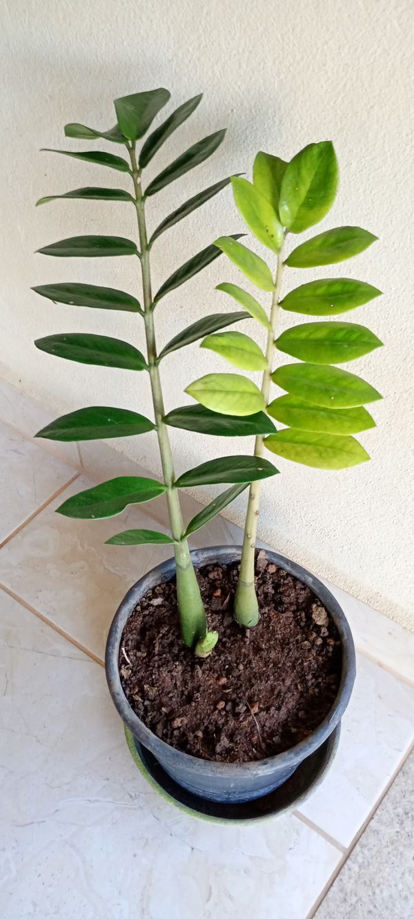 Identificação da planta Zamioculcas por foto