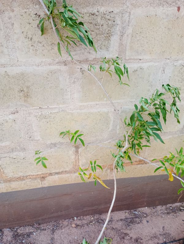 Identificação da planta Ipê-de-jardim por foto