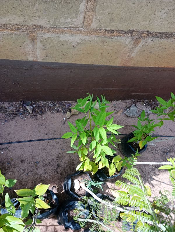 Identificação da planta Ipê-de-jardim por foto