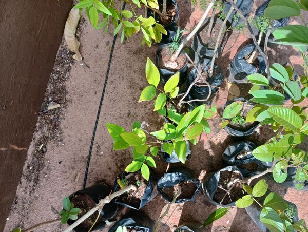 Identificação da planta Chuva-de-ouro por foto