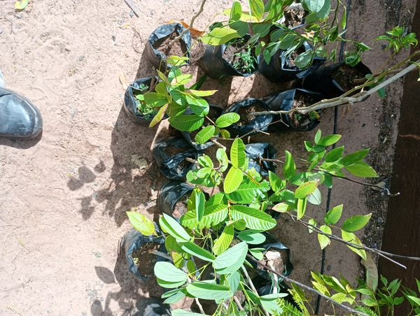Identificação da planta Goiabeira por foto