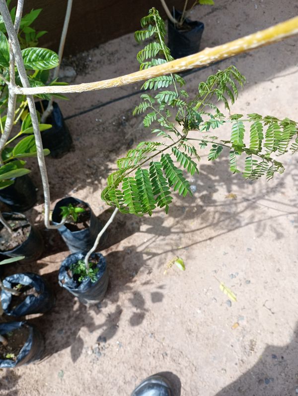 Identificação da planta Caroba-roxa por foto