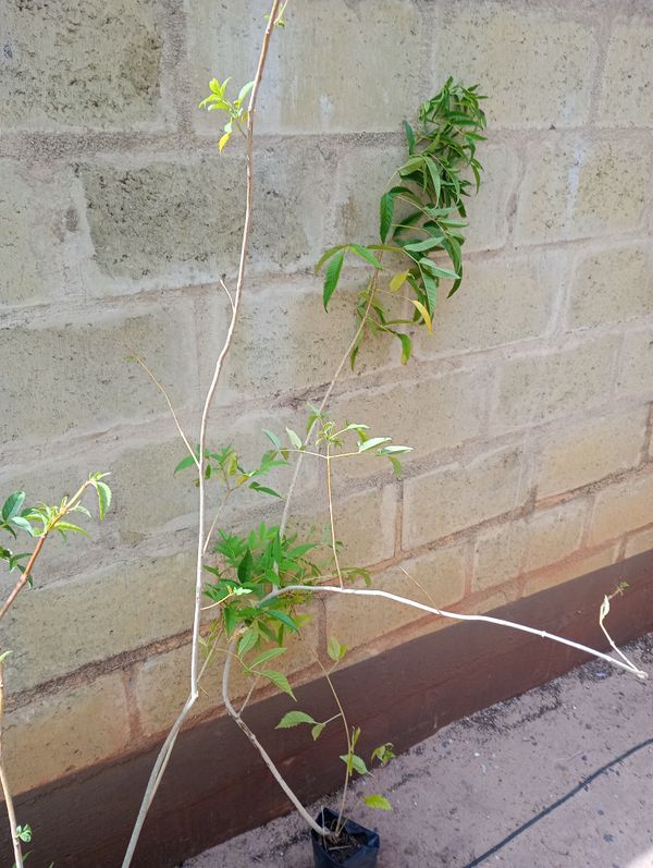 Identificação da planta Ipê-de-jardim por foto