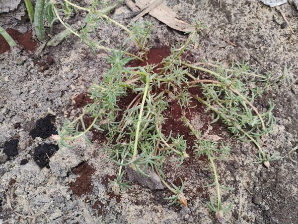 Identificação da planta Onze-horas por foto