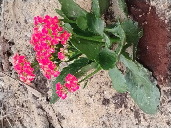 Identificação da planta Flor da fortuna por foto