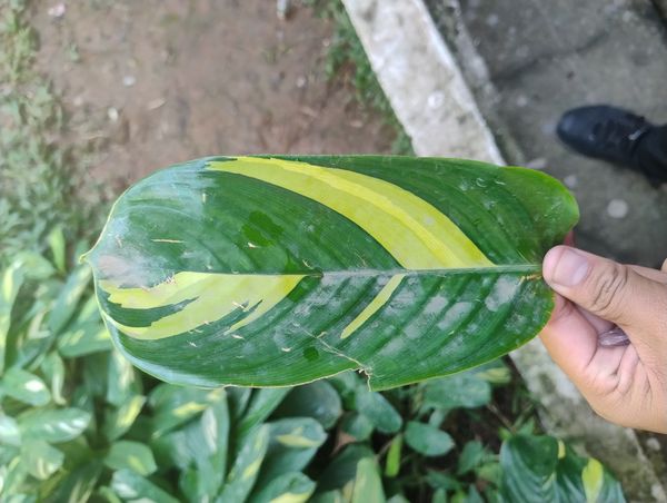 Identificação da planta Araruta por foto