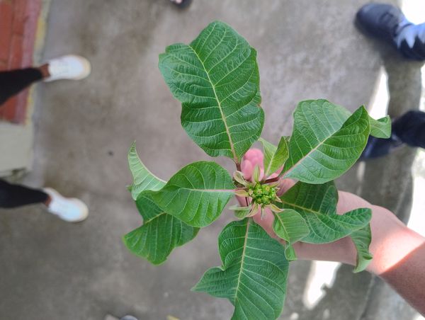 Identificação da planta Bico-de-papagaio por foto