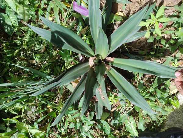 Identificação da planta Abacaxi-roxo por foto