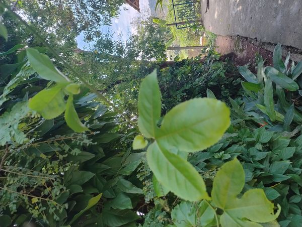 Identificação da planta Maracujá por foto