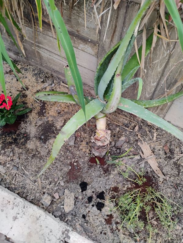 Identificação da planta Babosa por foto