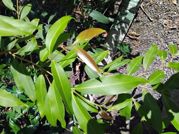 Identificação da planta Jamelão por foto