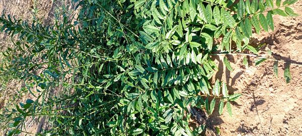Identificação da planta Mata-pasto por foto