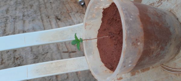 Identificação da planta Maconha por foto