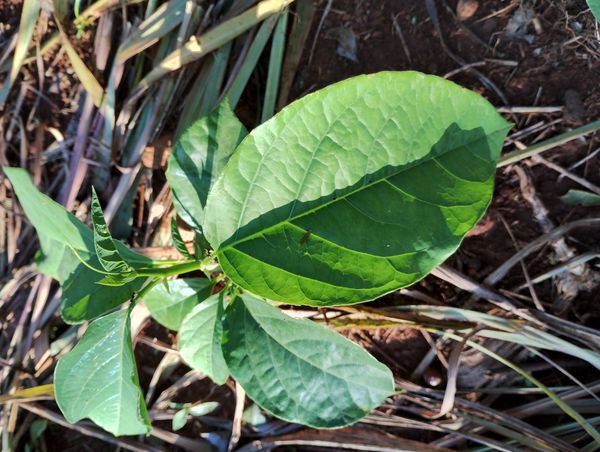 Identificação da planta Maracujá-Doce por foto