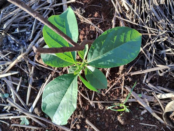 Identificação da planta Maracujá-Doce por foto