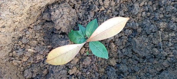 Identificação da planta Alicuri por foto