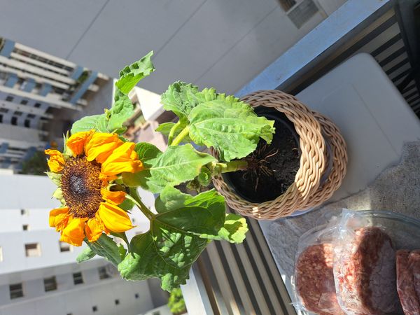 Identificação da planta Girassol por foto