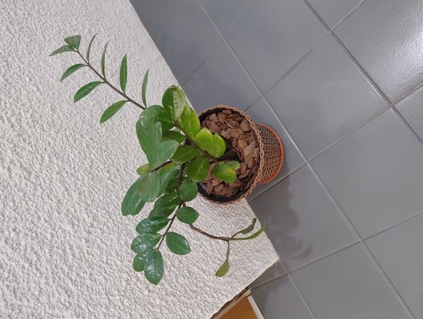 Identificação da planta Zamioculcas por foto