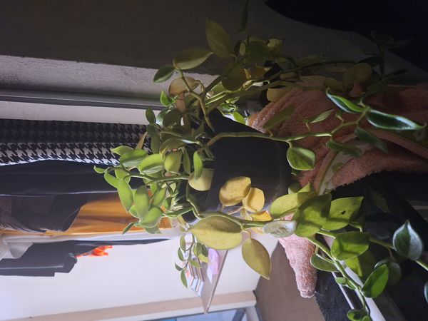 Identificação da planta Oriri por foto