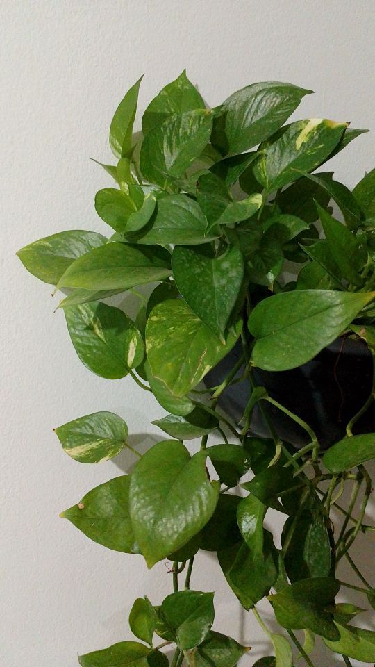 Identificação da planta Jiboia por foto