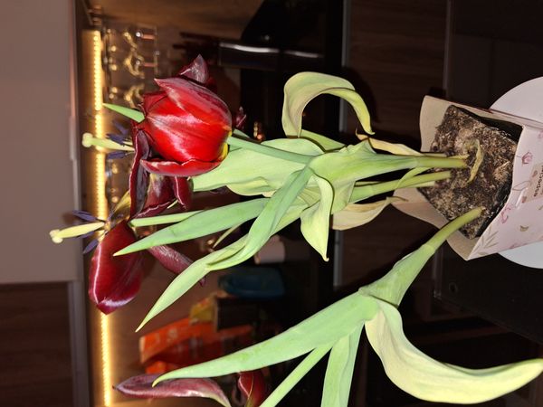 Identificação da planta Tulipa por foto