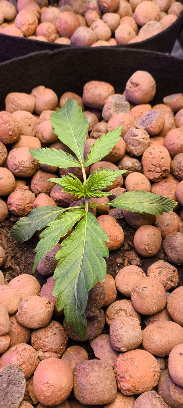Identificação da planta Maconha por foto