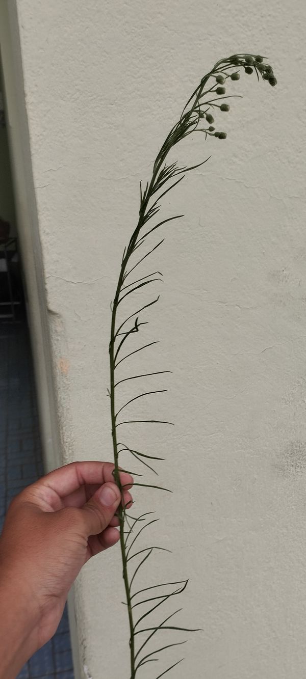 Identificação da planta Buva por foto