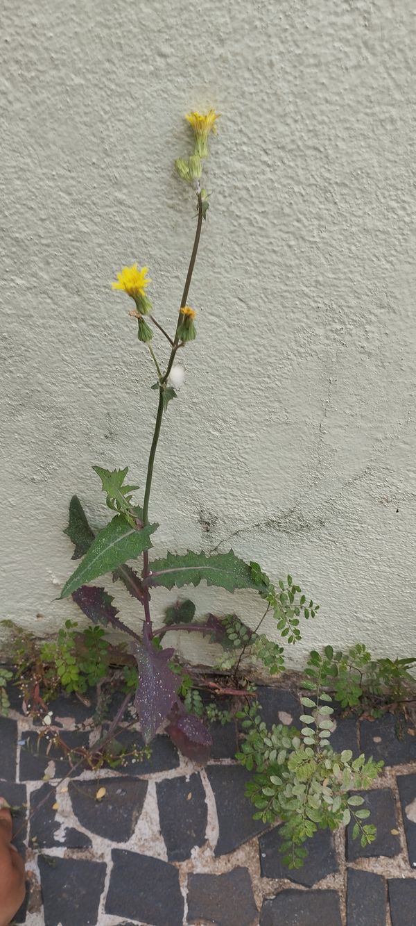 Identificação da planta Serralha por foto