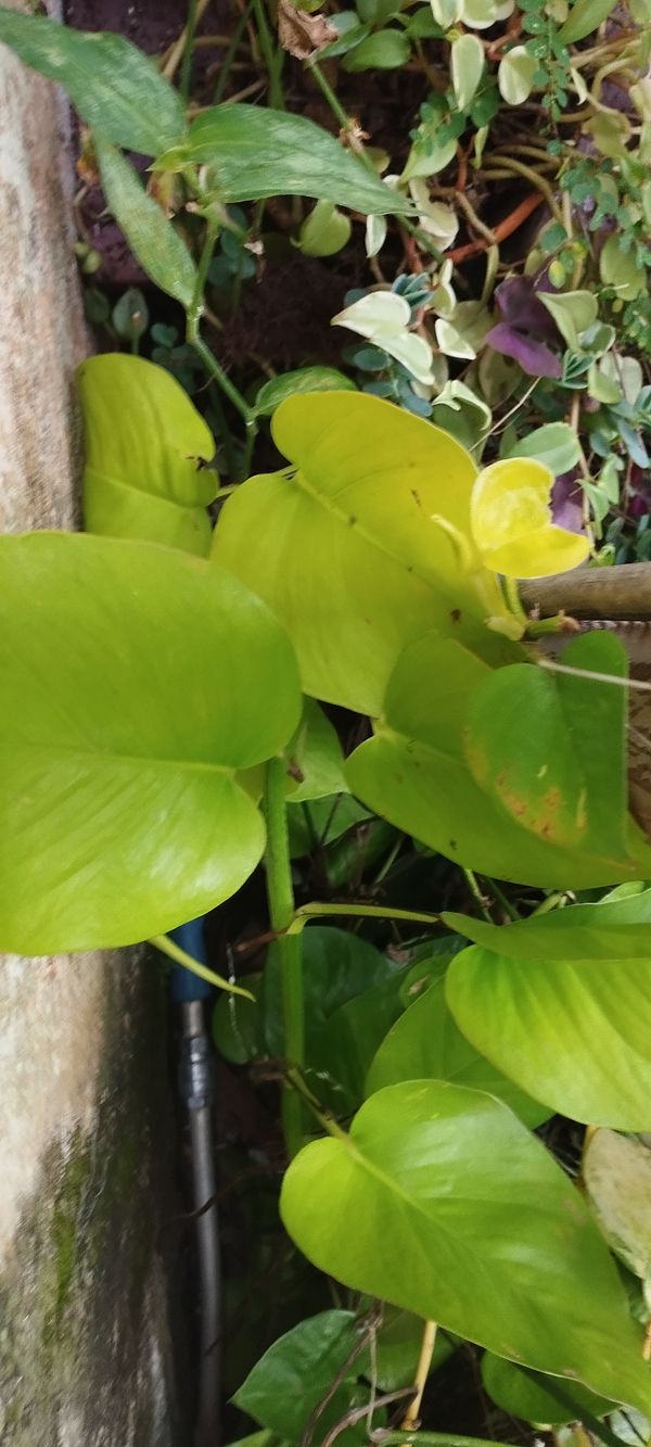 Identificação da planta Jiboia por foto