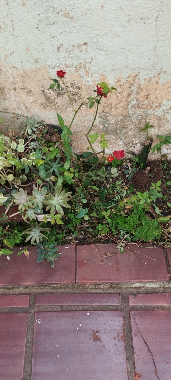 Identificação da planta Rosa Menina por foto