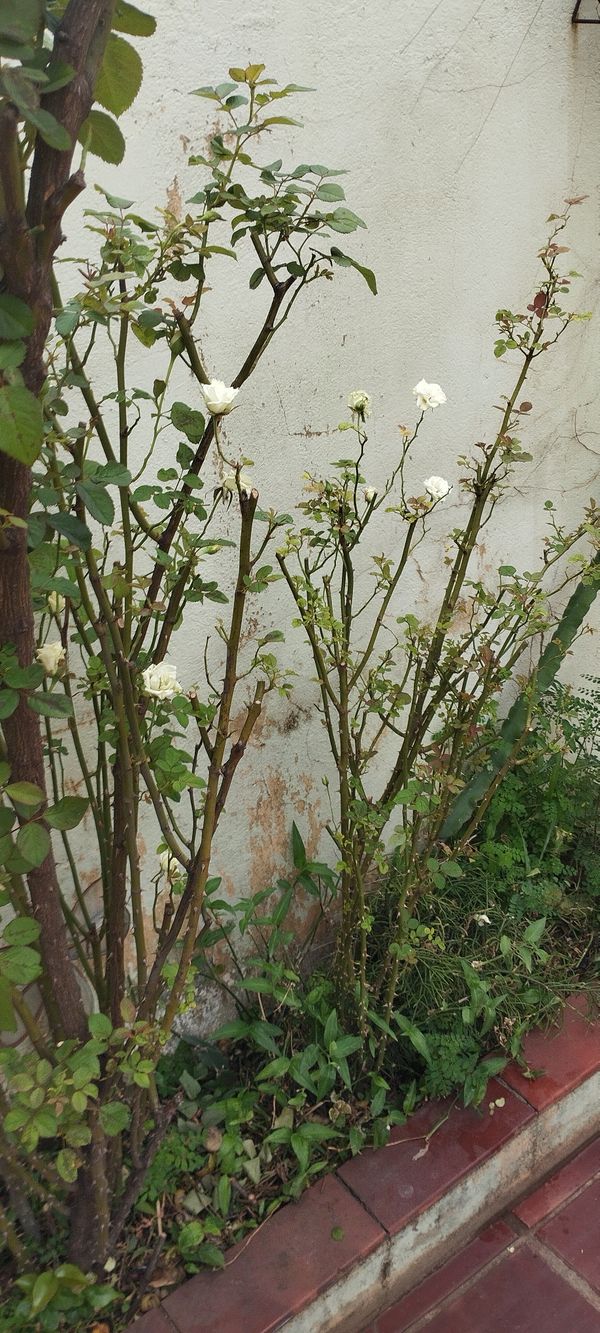 Identificação da planta Rosa Menina por foto