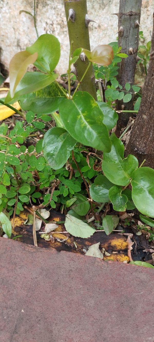 Identificação da planta Pitanga por foto