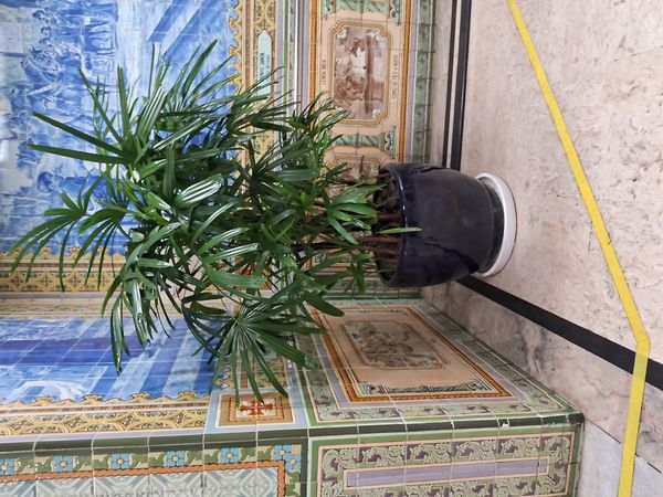 Identificação da planta Palmeira-ráfis por foto