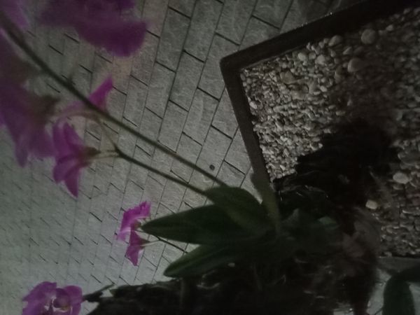 Identificação da planta Orquídea por foto
